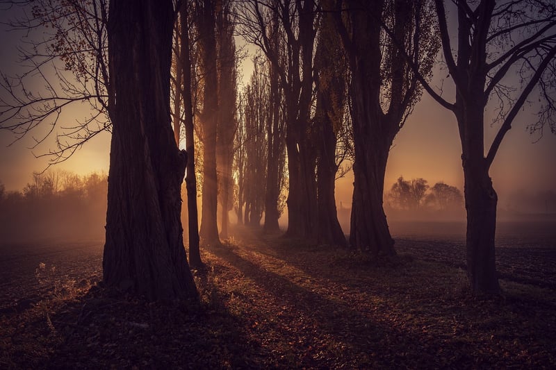 Forest Bathing